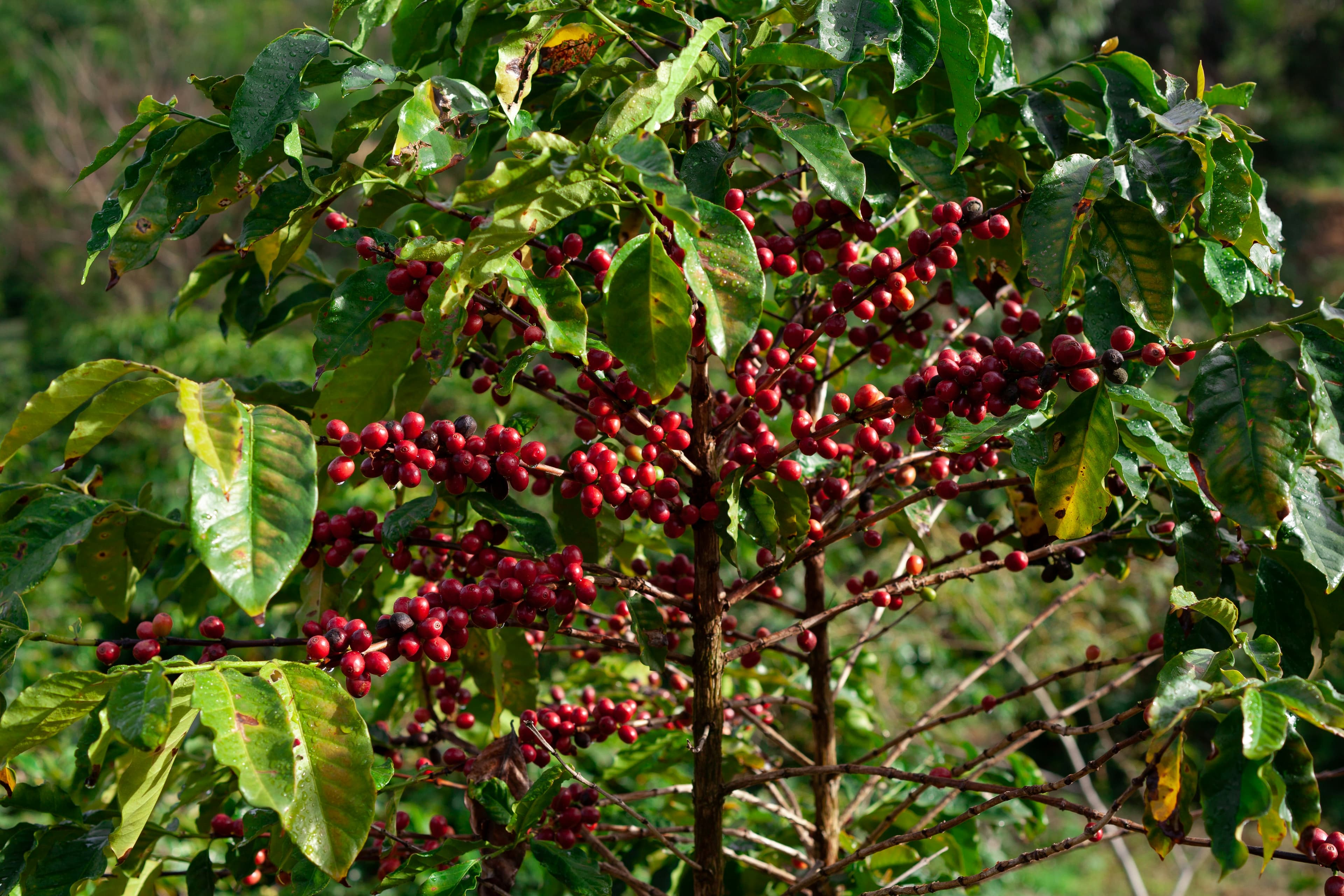Cafetal de fondo